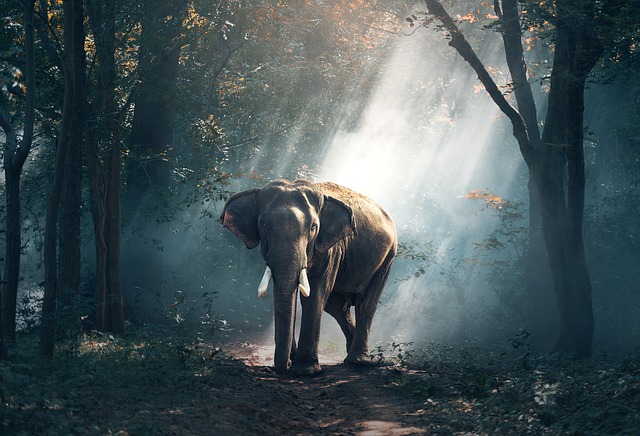 an elephant in the jungle of indonesia