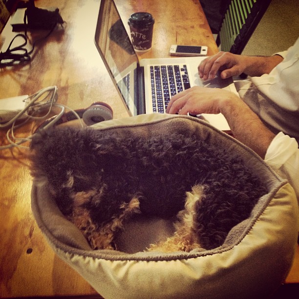 Dog Friendly Office Spaces blog img