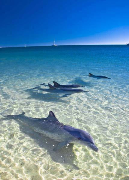 dolphins in siesta key beach