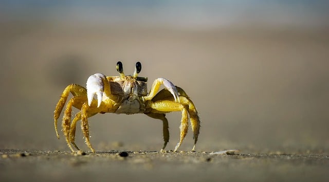 a small crab walking on the beach
