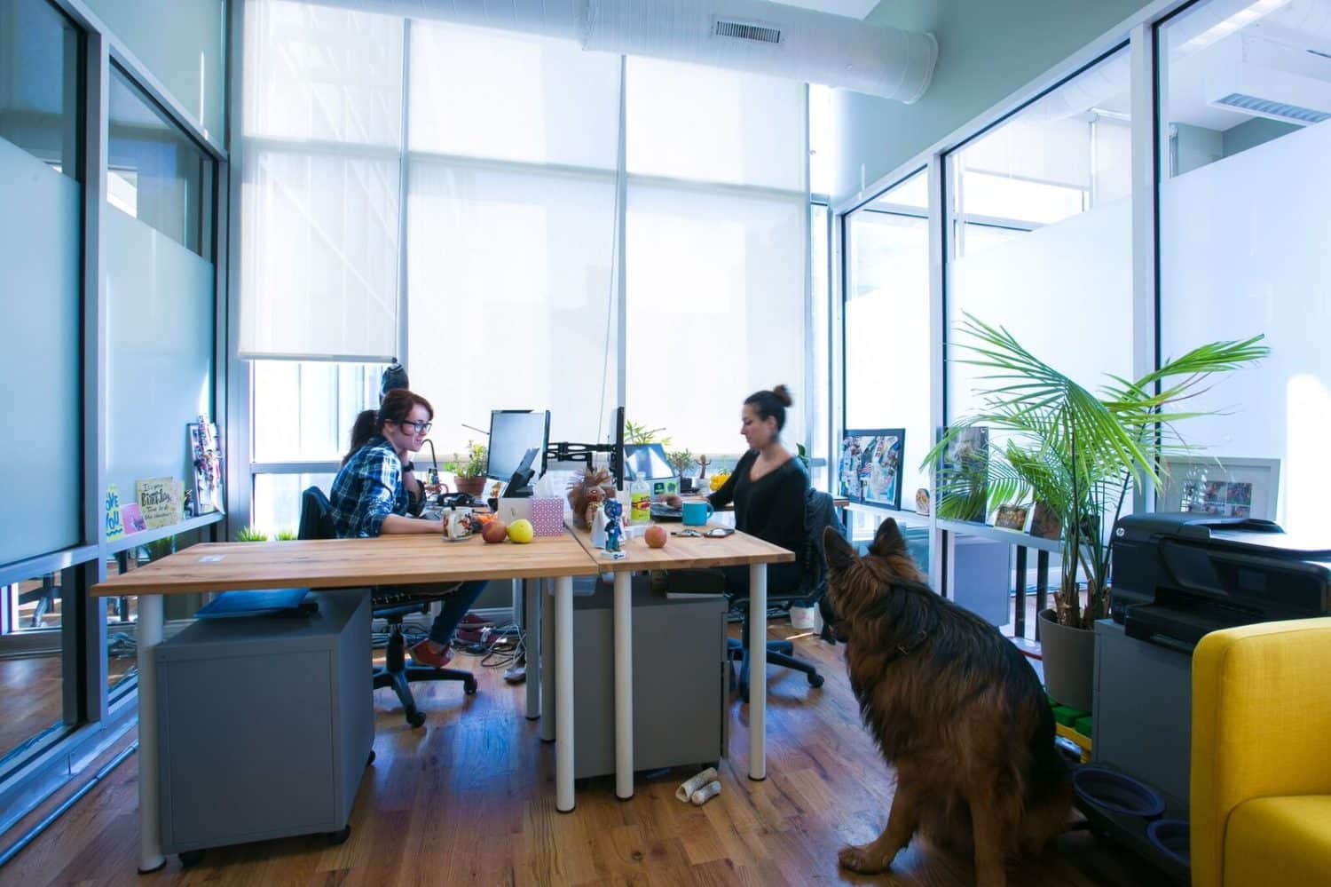 a dog at a coworking space called greendesk in dumbo