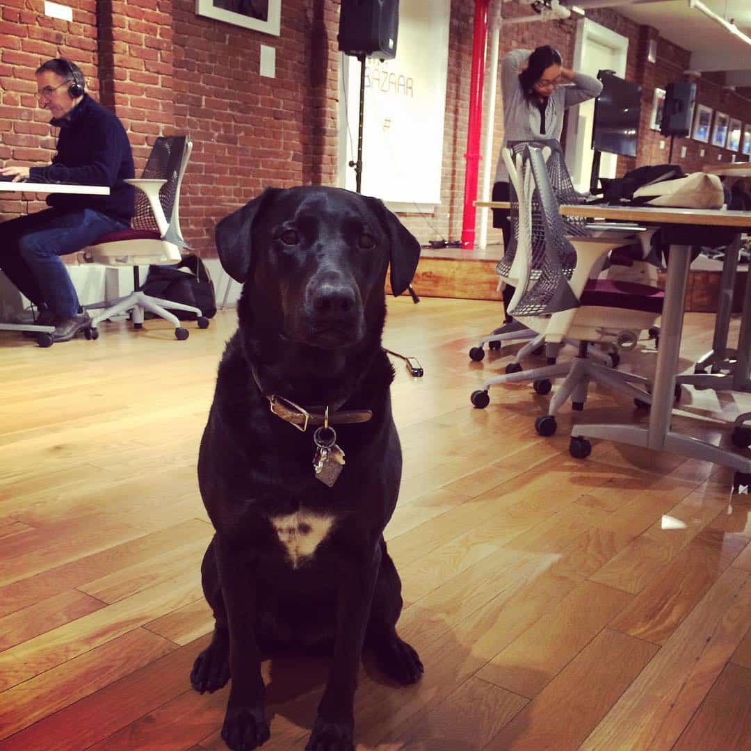 a dog sitting at a coworking space in impact hub nyc