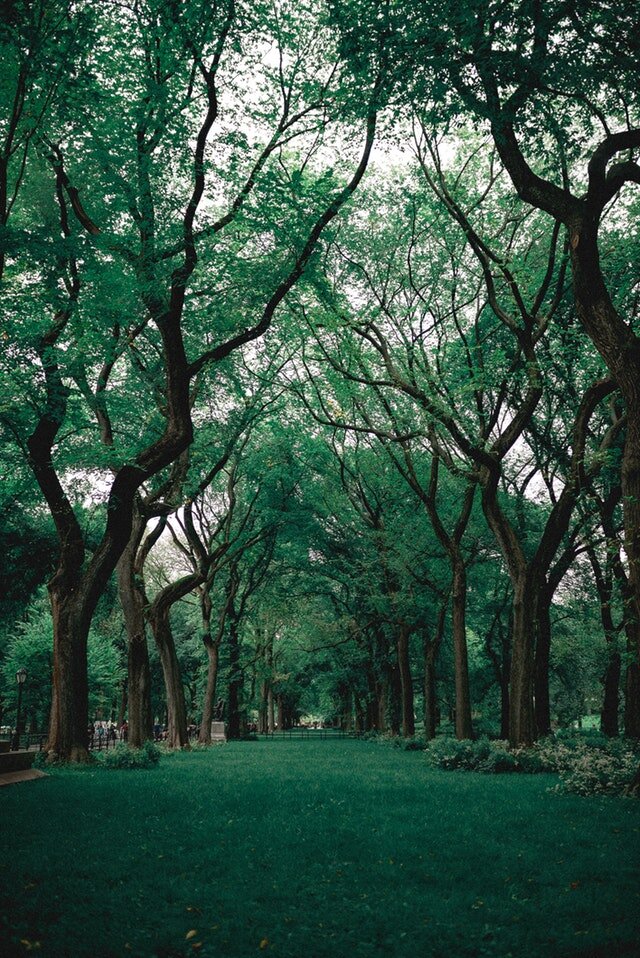 trees at the central park