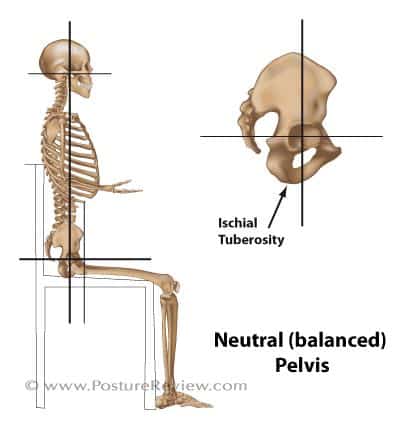 human spine and other bones illustration for a more comfortable sitting position at work