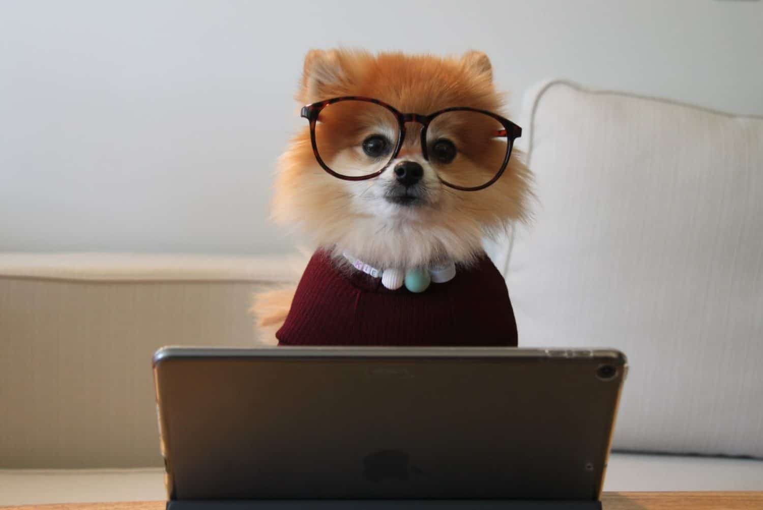 pet friendly coworking nyc featured
