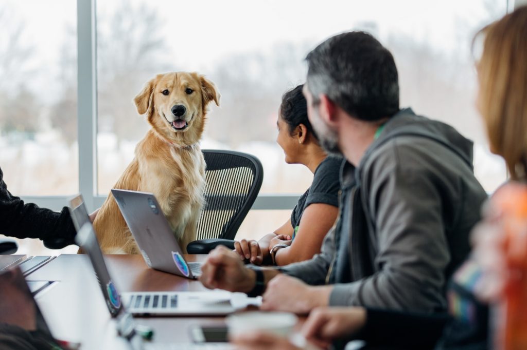 The Best Pet-Friendly Coworking Spaces and Private Offices In NYC