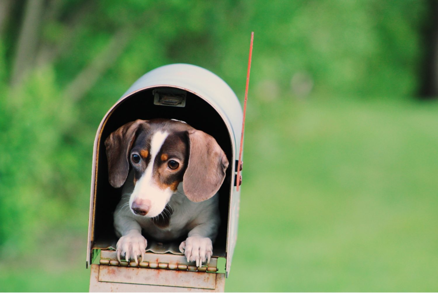 Dog Inside the Mailbox